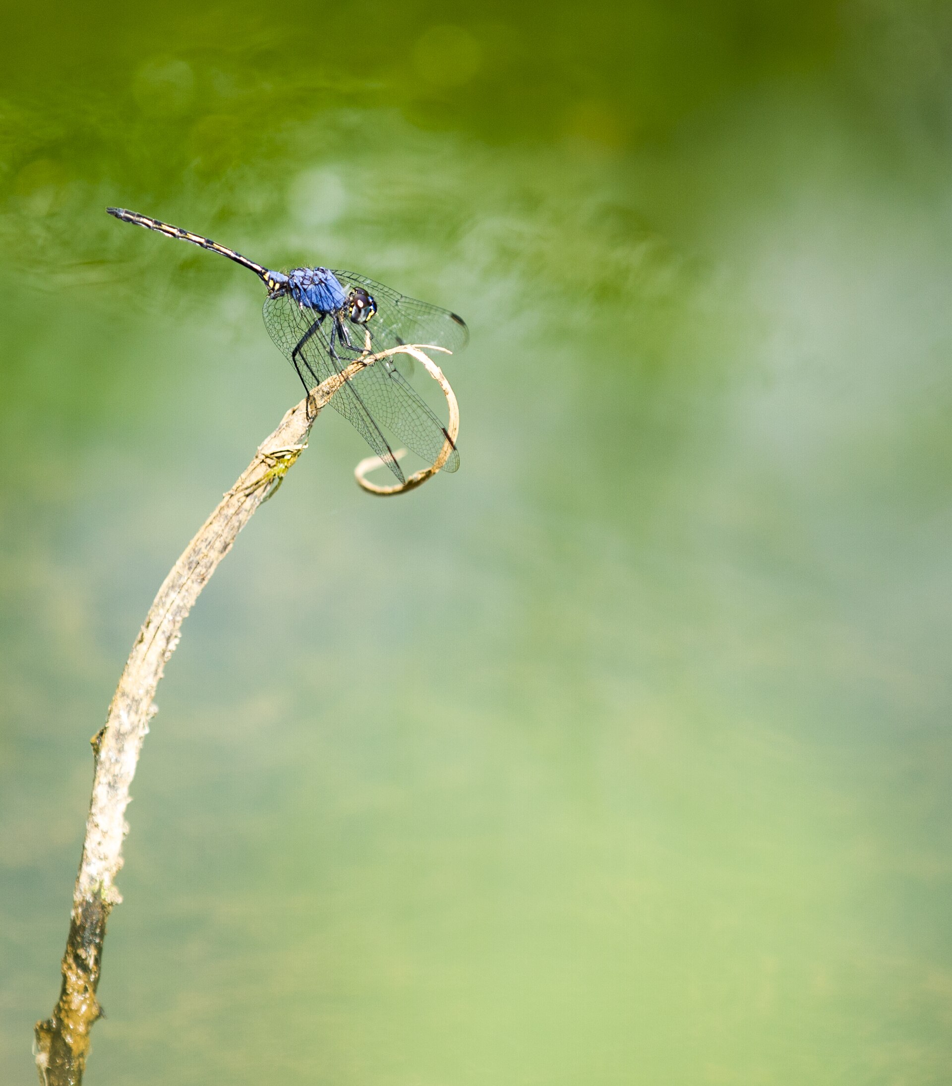 A blue dragonfly rests on a dry stem in Rwanda.