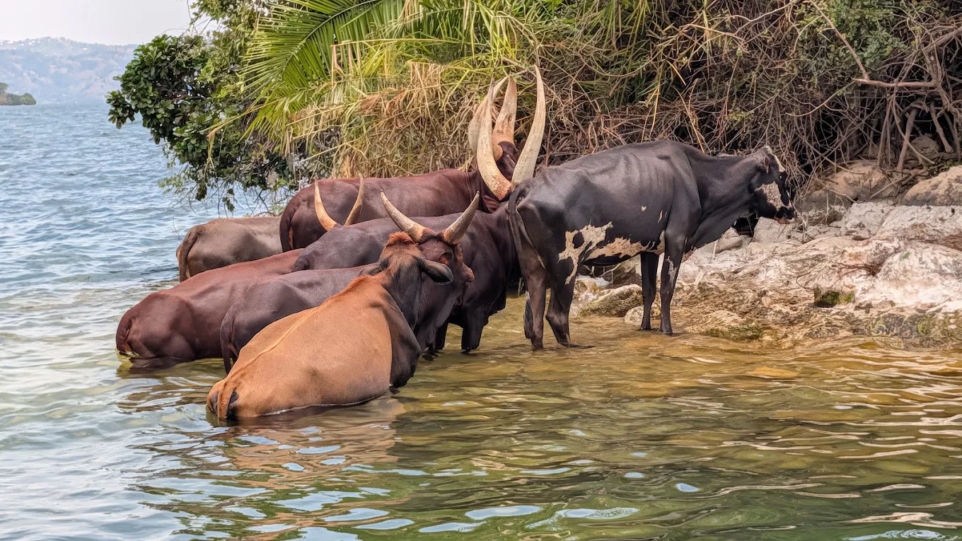 Cattle wading in the shallows of Lake Kivu beside a green island.