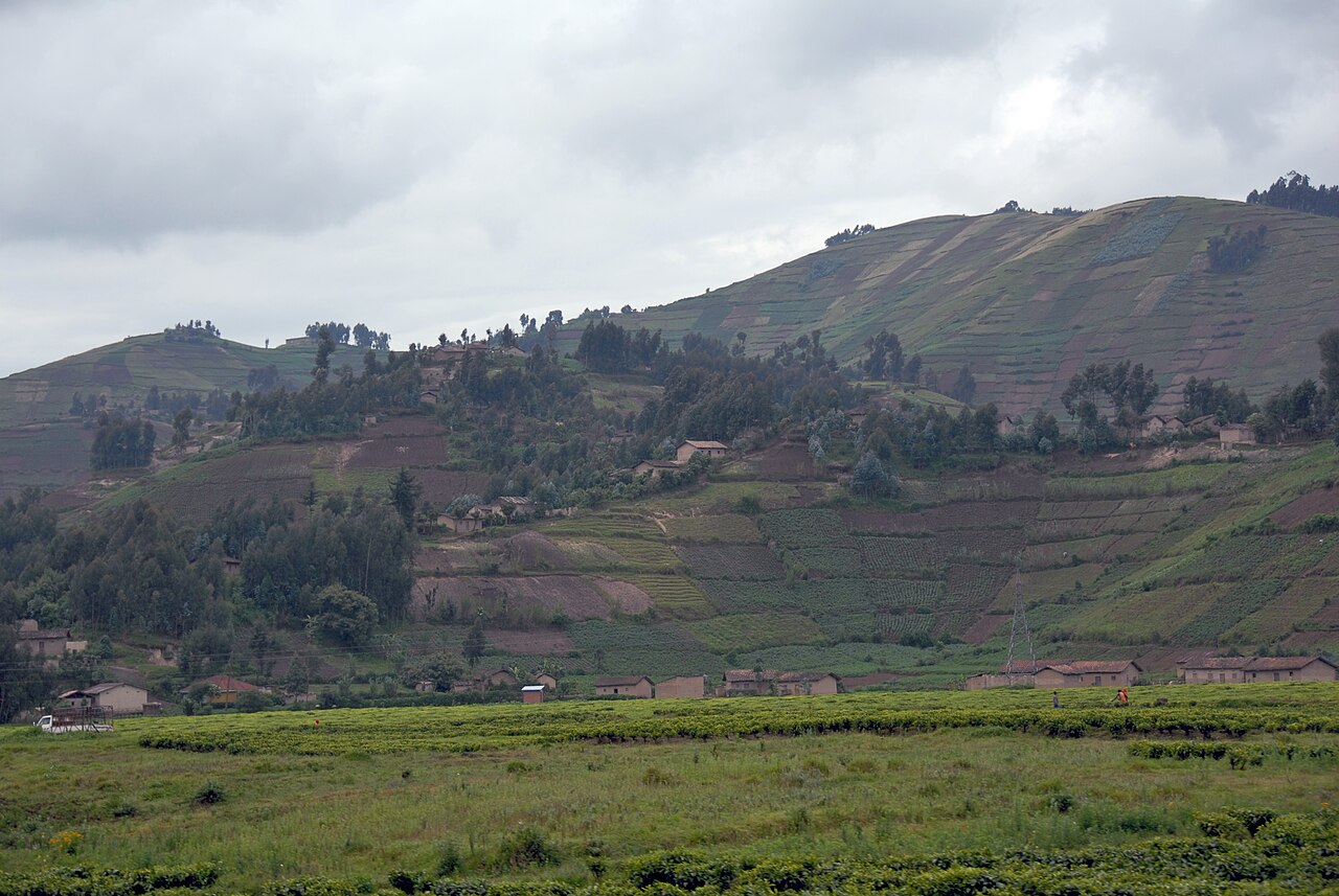 Cultivated hills along the road between Gisenyi and Ruhengeri, now Musanze.