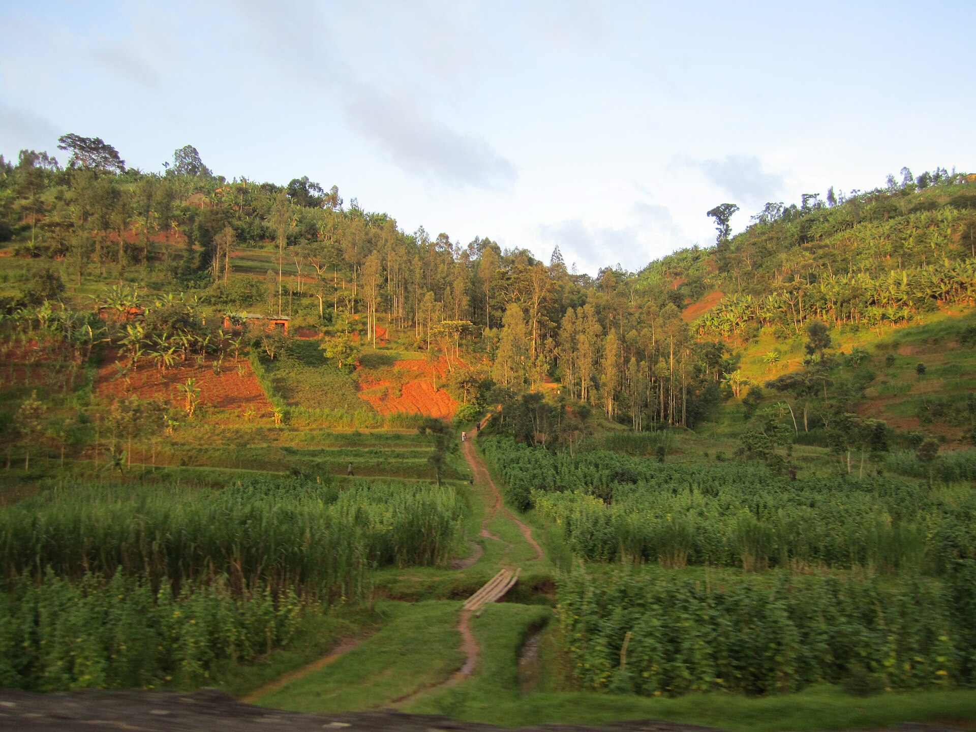 A winding road through Rwanda's green hills on the route toward Musanze.