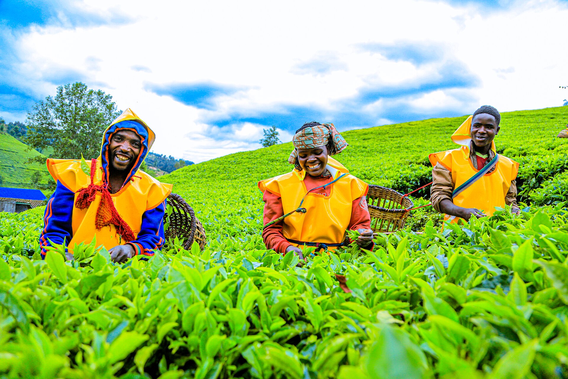 Tea farmers at work among rows of tea plants in Rwanda.