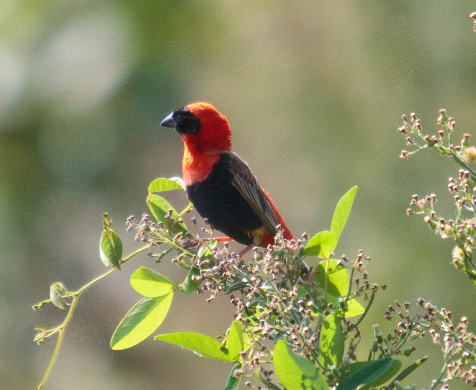 A male southern red bishop near Lake Kivu.