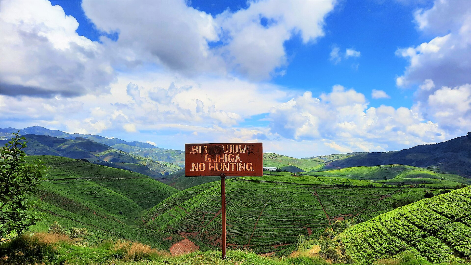 Tea rows cover the hills around Karongi in western Rwanda.